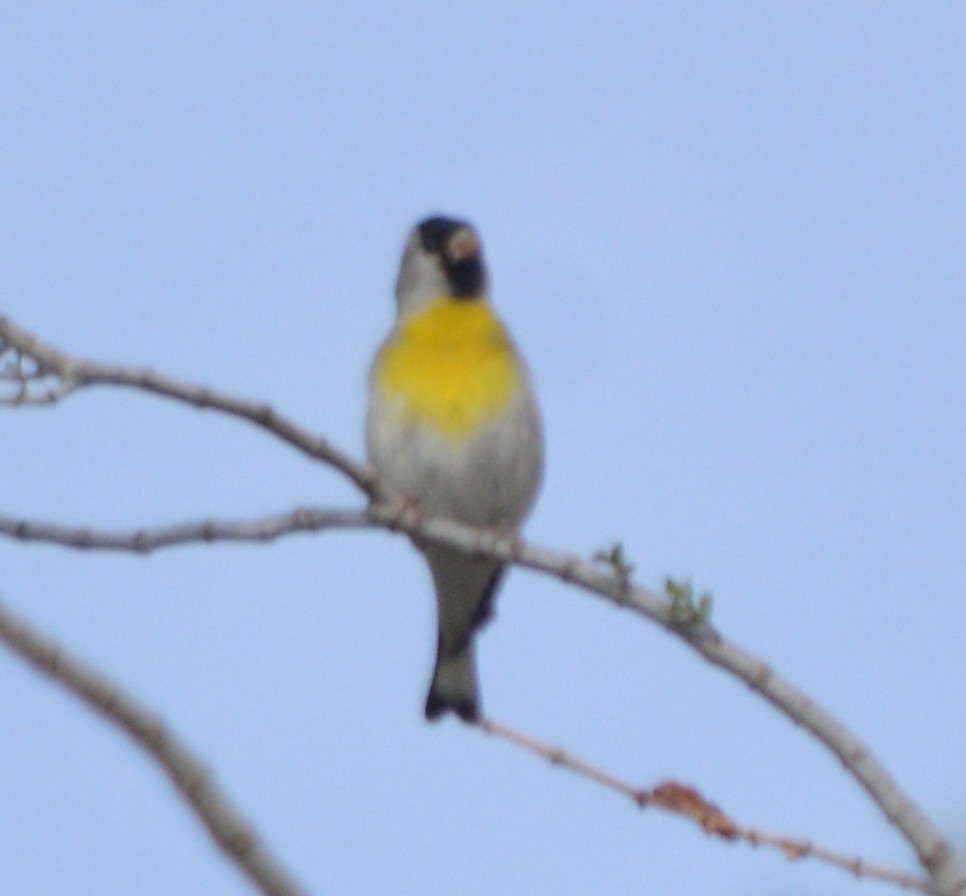 Lawrence's Goldfinch - ML56241361