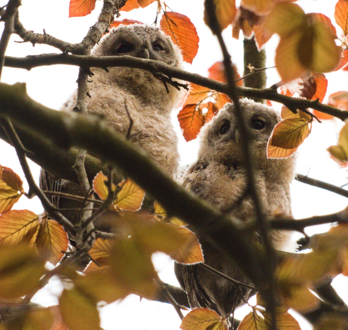 Tawny Owl - ML562414481