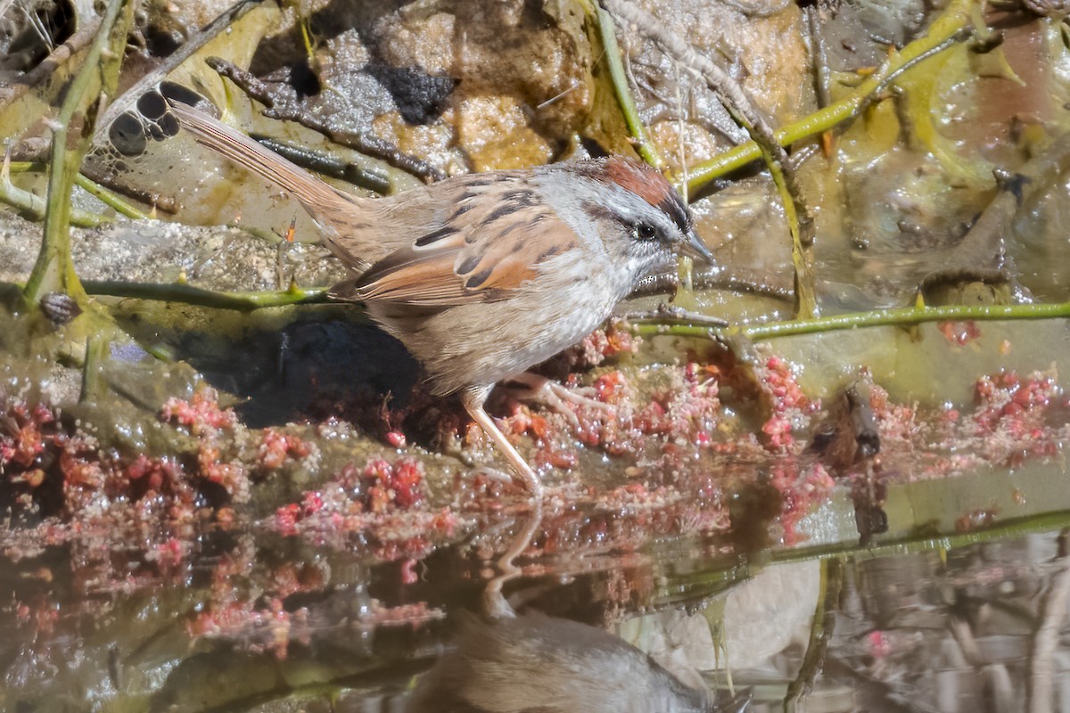 Swamp Sparrow - ML562414661