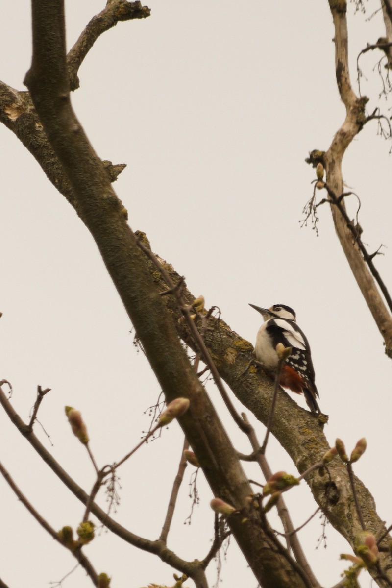Great Spotted Woodpecker - ML562414731
