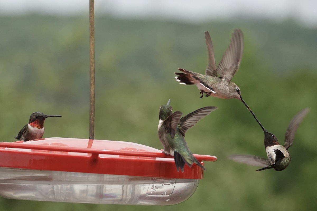 Ruby-throated Hummingbird - Andy & Ellen Filtness