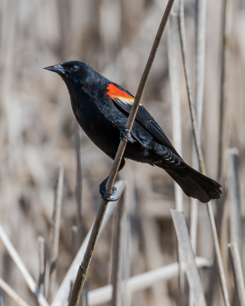 Red-winged Blackbird - Andy Wilson