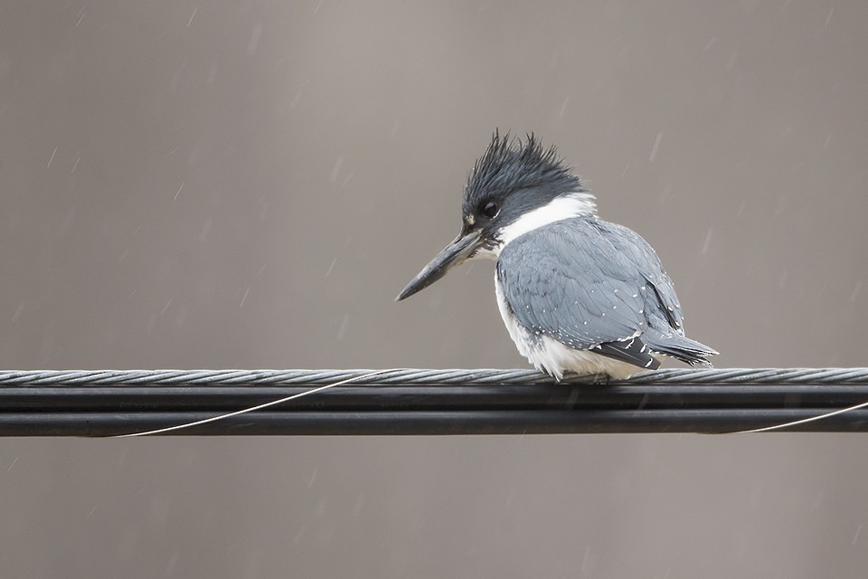 Belted Kingfisher - Jeff Dyck