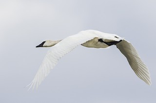 Trumpeter Swan, ML56243571