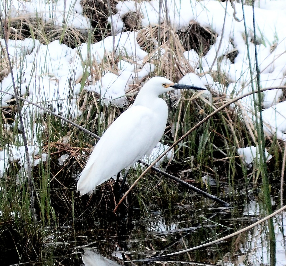 Snowy Egret - ML56243601