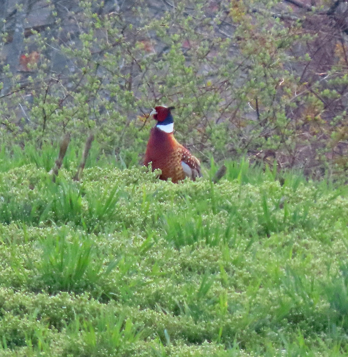 Ebird Checklist Apr Rowley Pikul S Farm Species