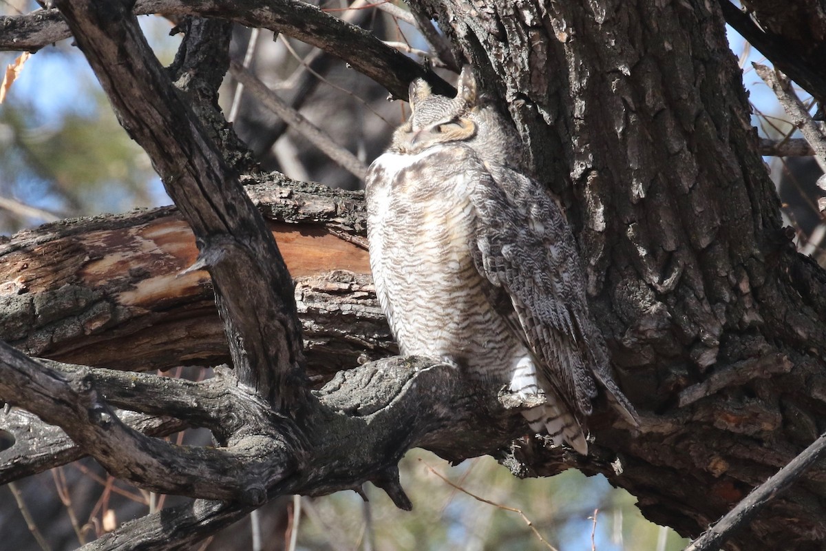 Great Horned Owl - ML562444601