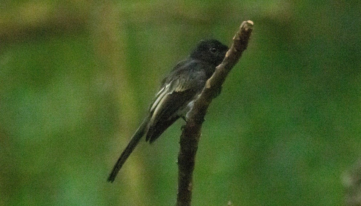 White-winged Fantail - ML562444791