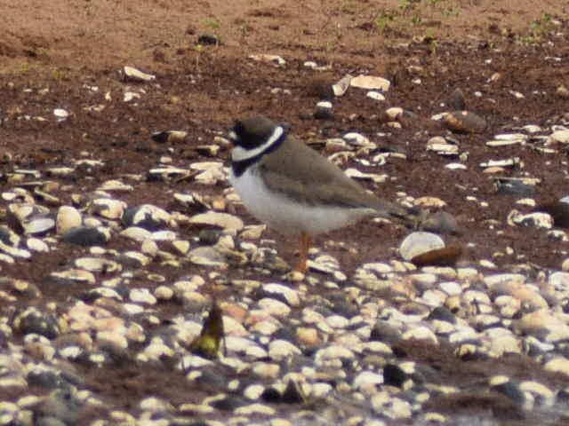 Semipalmated Plover - ML562448311