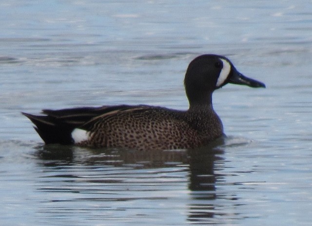 Blue-winged Teal - FivesOnThe Fly