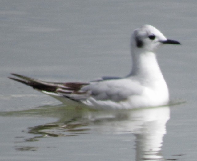 Bonaparte's Gull - FivesOnThe Fly