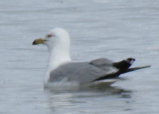 Ring-billed Gull - FivesOnThe Fly