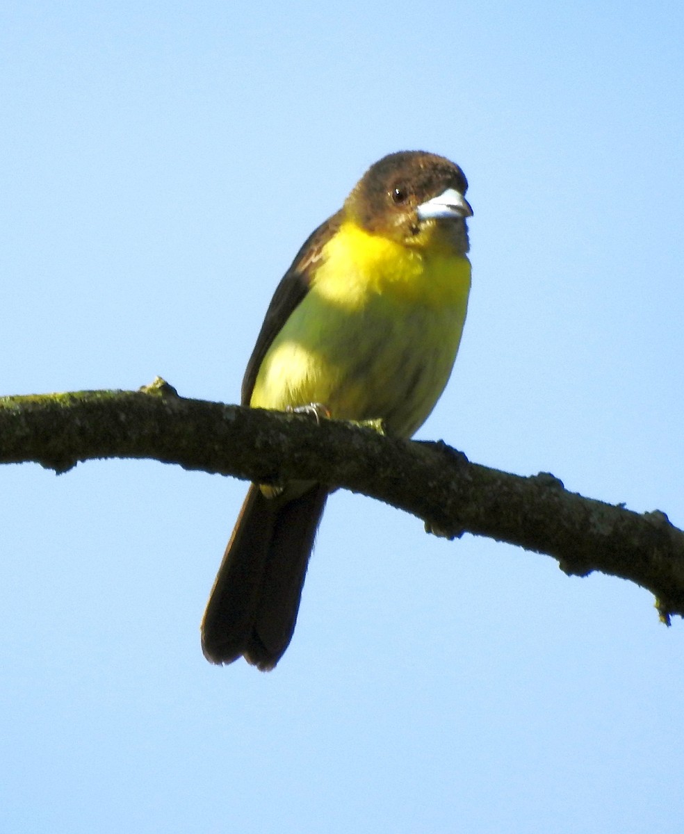Flame-rumped Tanager (Lemon-rumped) - ML562451281
