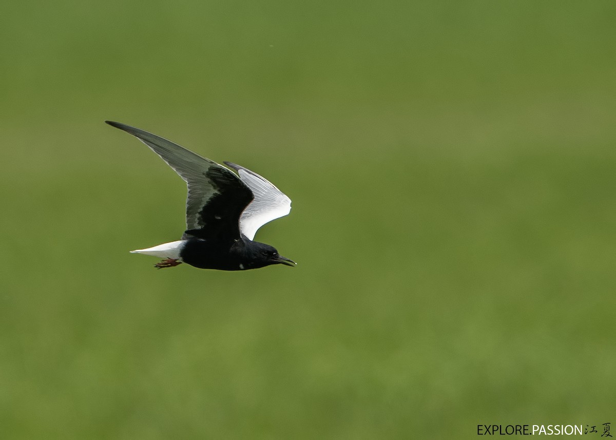 White-winged Tern - ML562453191