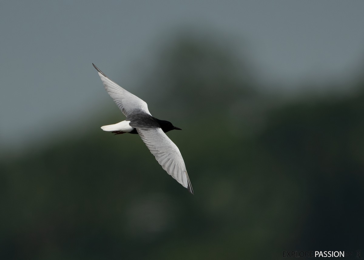 White-winged Tern - ML562453201
