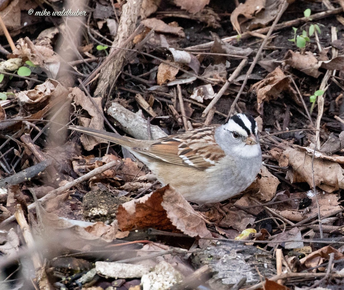 White-crowned x White-throated Sparrow (hybrid) - ML562458061