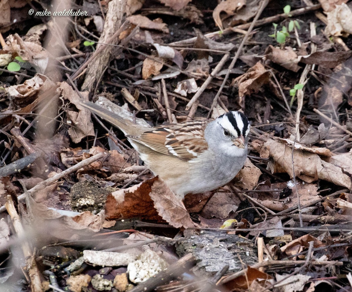White-crowned x White-throated Sparrow (hybrid) - ML562458071