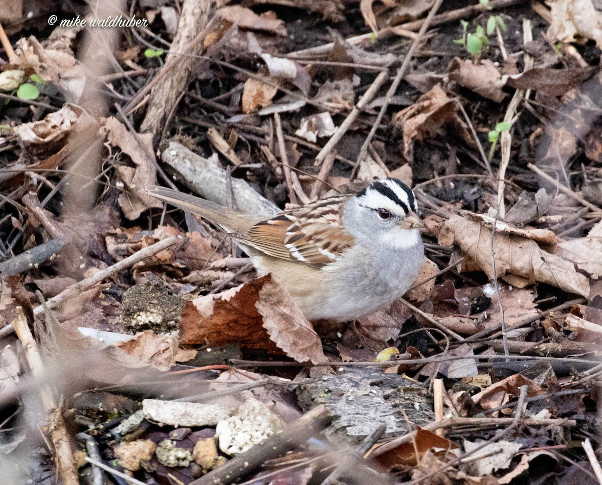 White-crowned x White-throated Sparrow (hybrid) - Mike Waldhuber