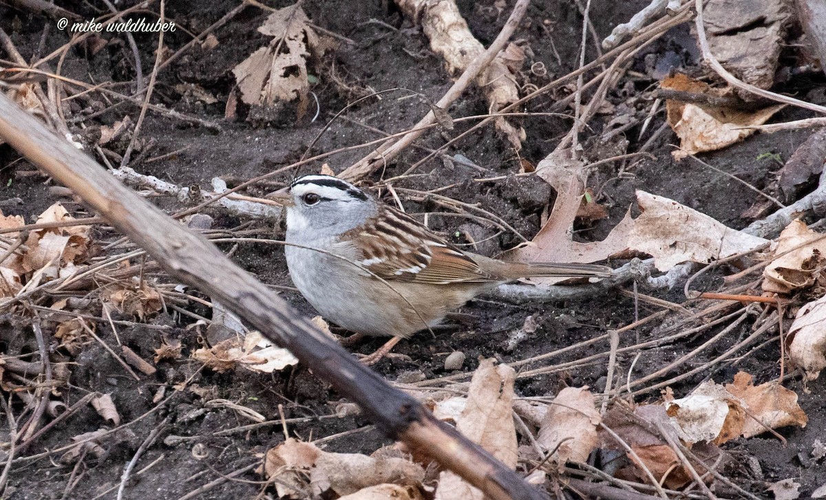 White-crowned x White-throated Sparrow (hybrid) - ML562458101