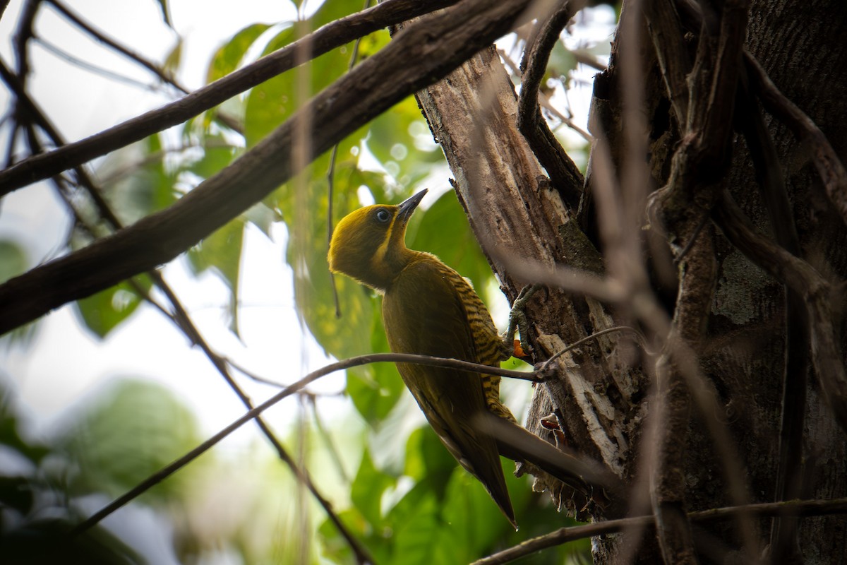 Golden-green Woodpecker - Andrew Newmark