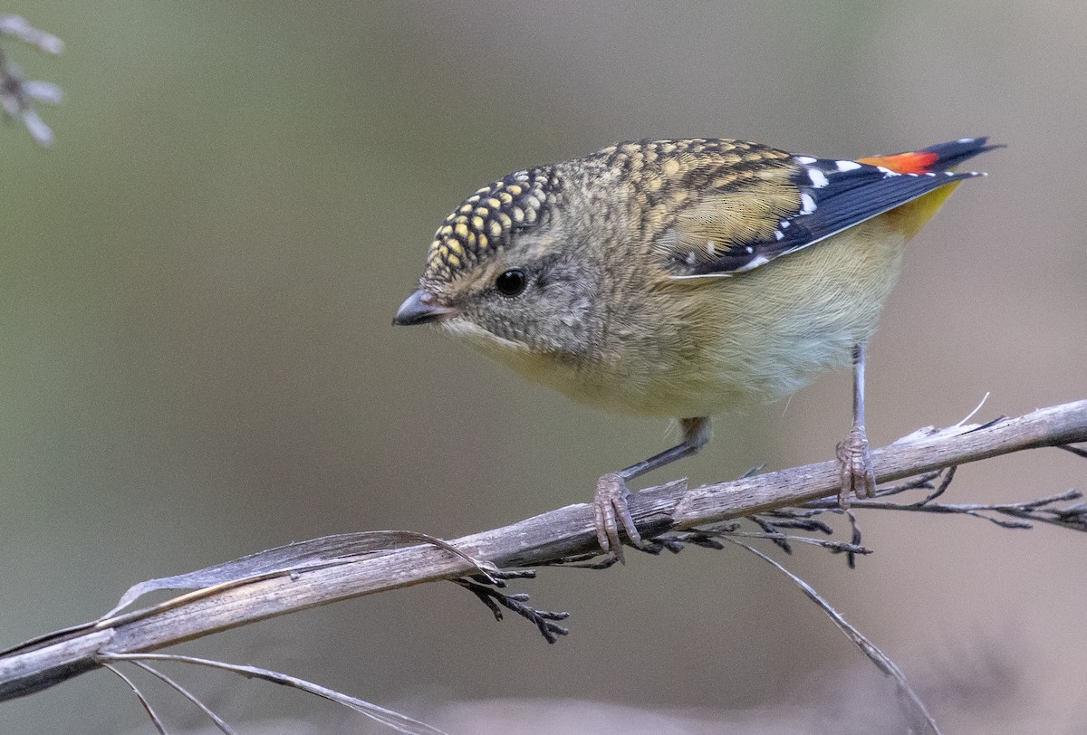 Spotted Pardalote (Spotted) - Paul Brooks