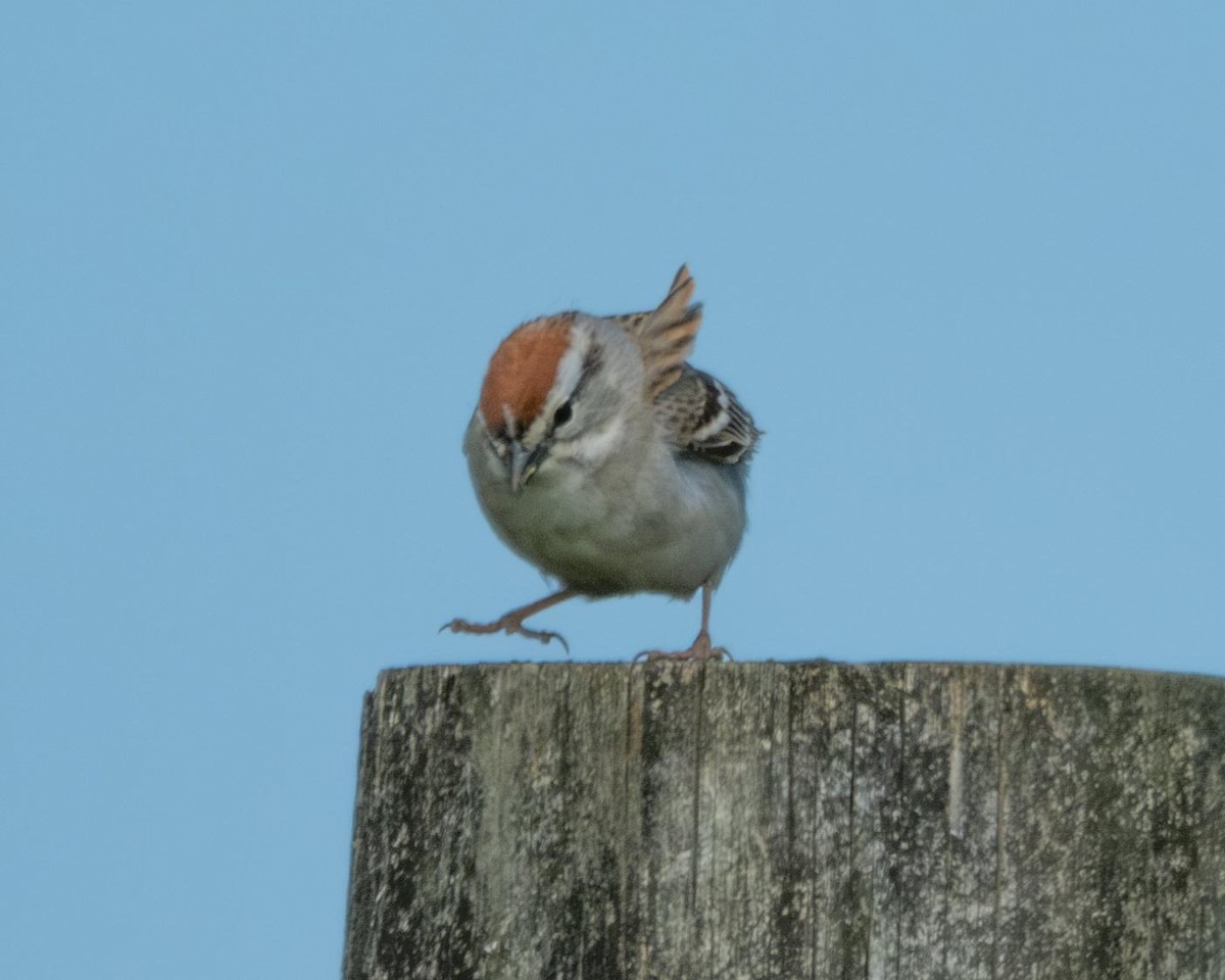 Chipping Sparrow - ML562462471