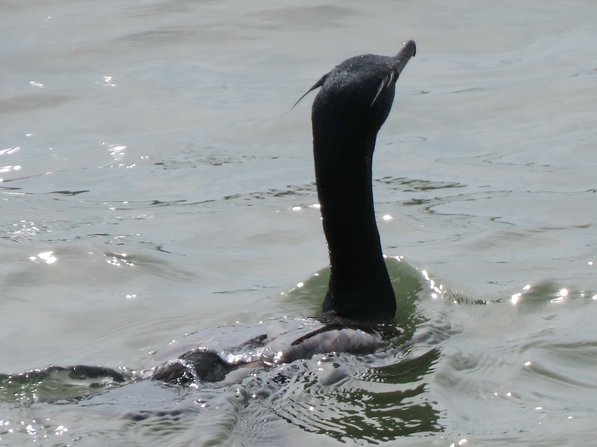 eBird Checklist 22 Apr 2023 Langley AFB King Street Bridge