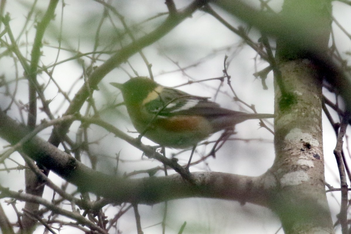 Bay-breasted Warbler - ML562466551