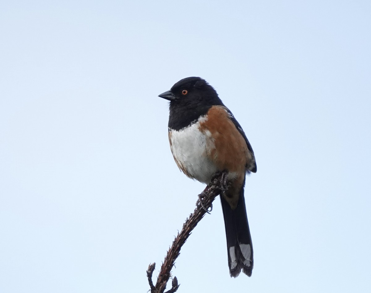 Spotted Towhee - ML562467411