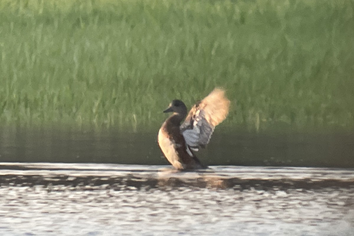 eBird Checklist 24 Apr 2023 Bolton Flats WMABolton 26 species