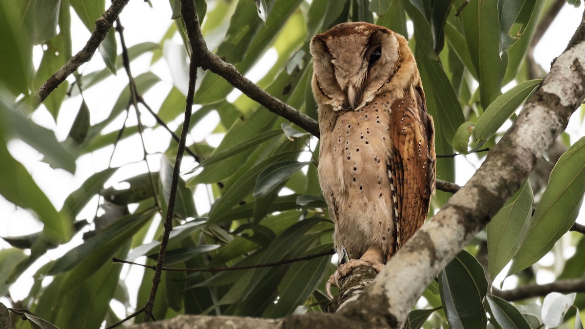Sri Lanka Bay-Owl - ML562469601