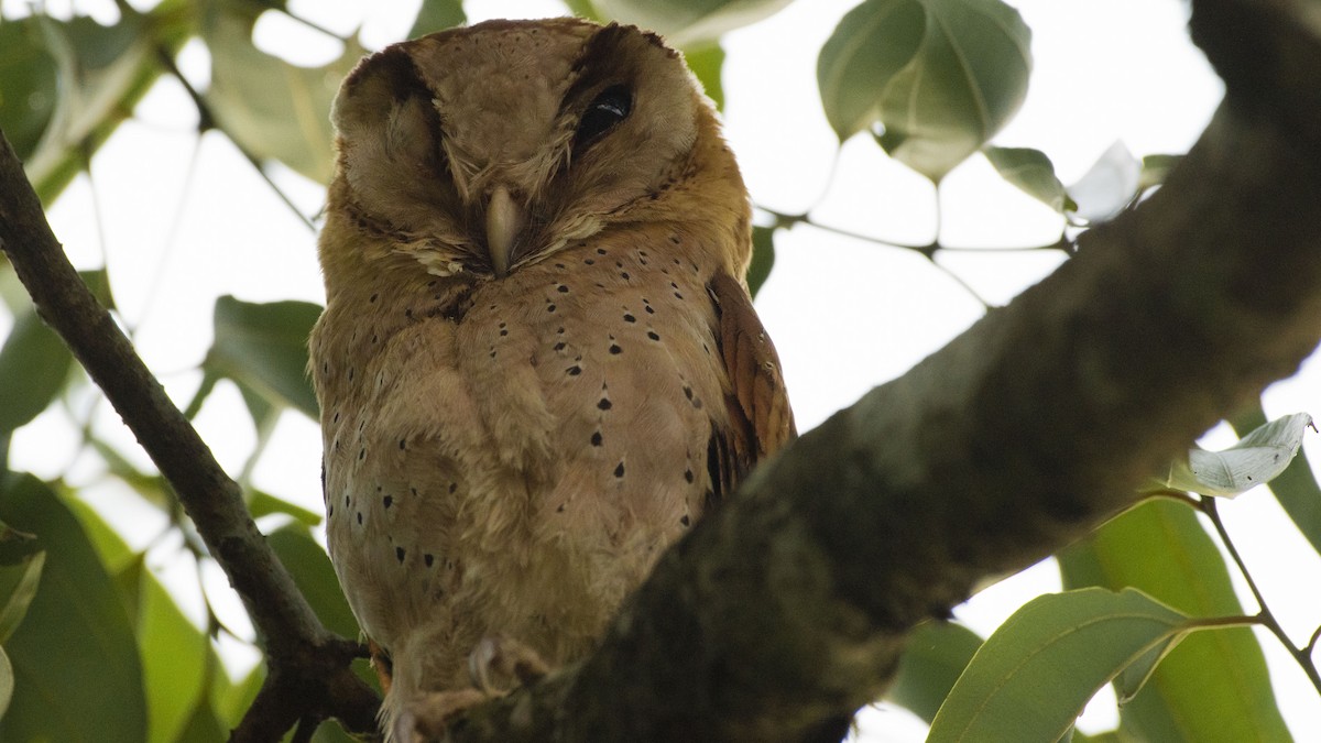 Sri Lanka Bay-Owl - ML562469611