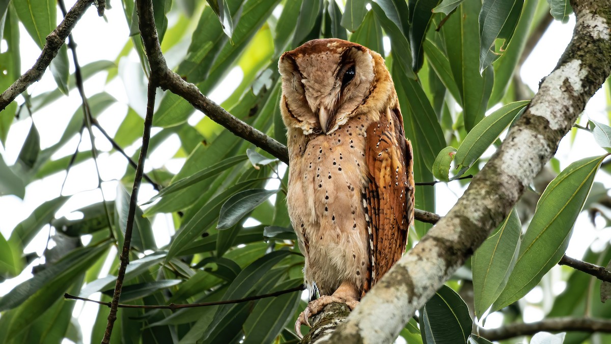 Sri Lanka Bay-Owl - ML562469621