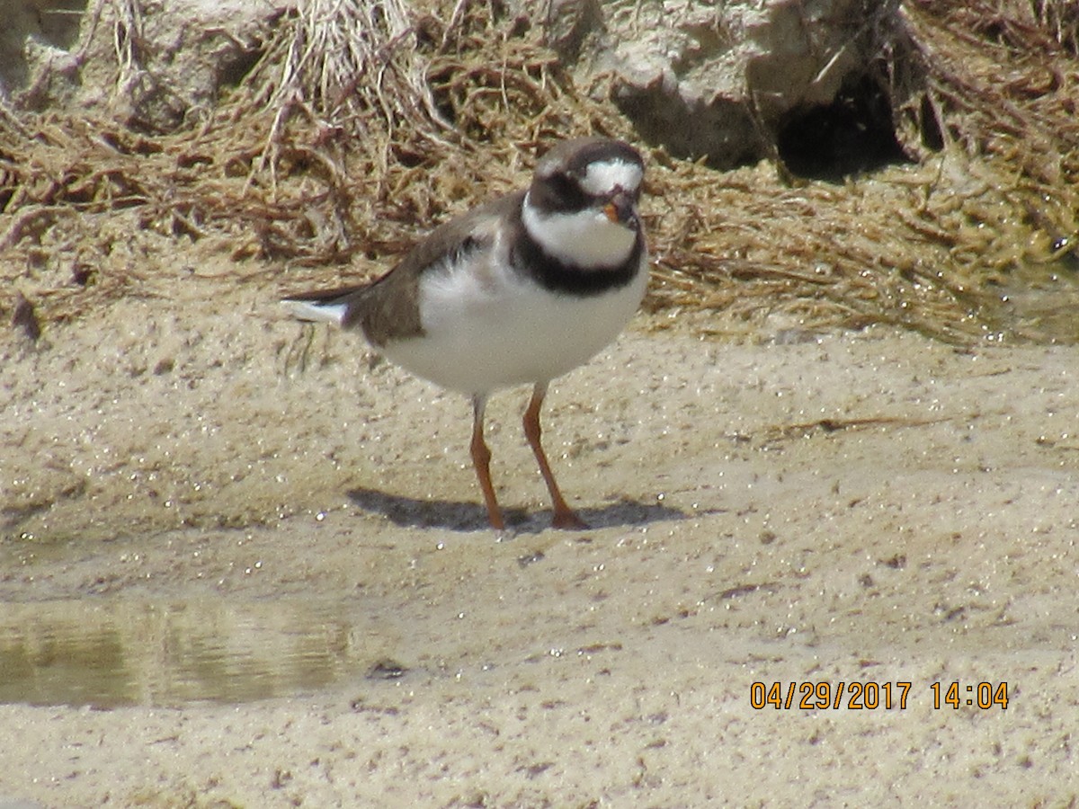 Semipalmated Plover - ML56247011