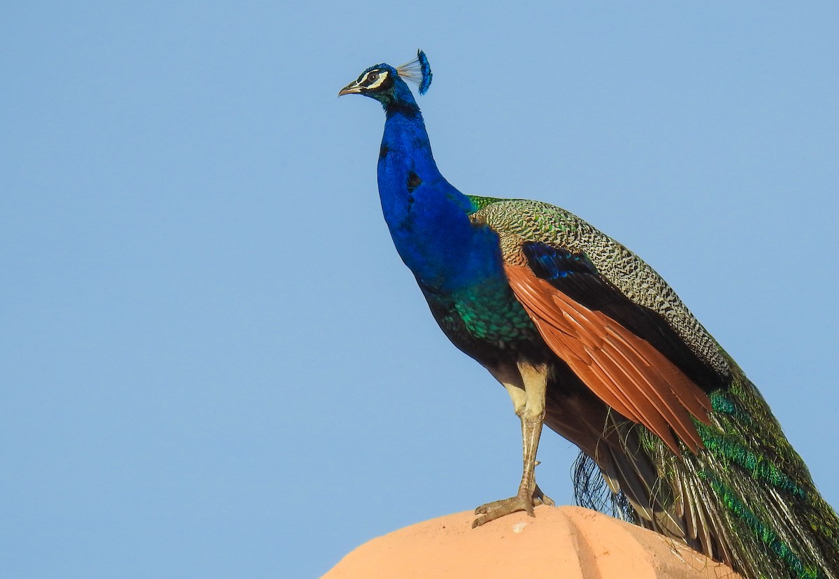 Indian Peafowl (Domestic type) - Tracy Drake