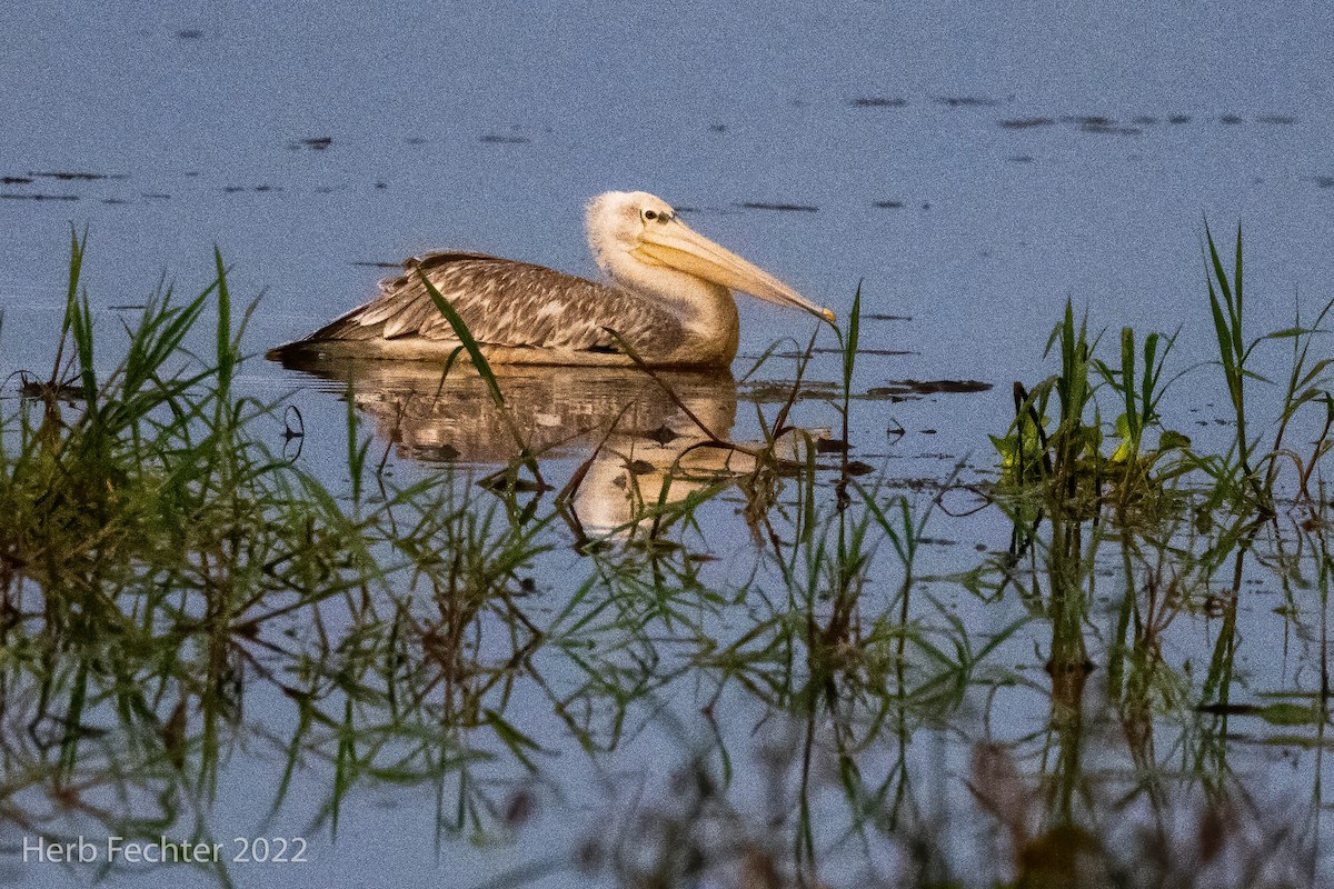 Pink-backed Pelican - ML562472741