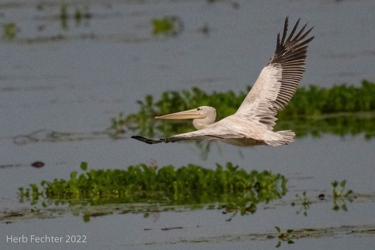 Pink-backed Pelican - ML562472761