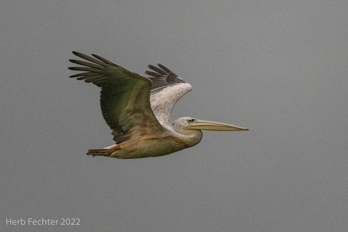 Pink-backed Pelican - ML562472801