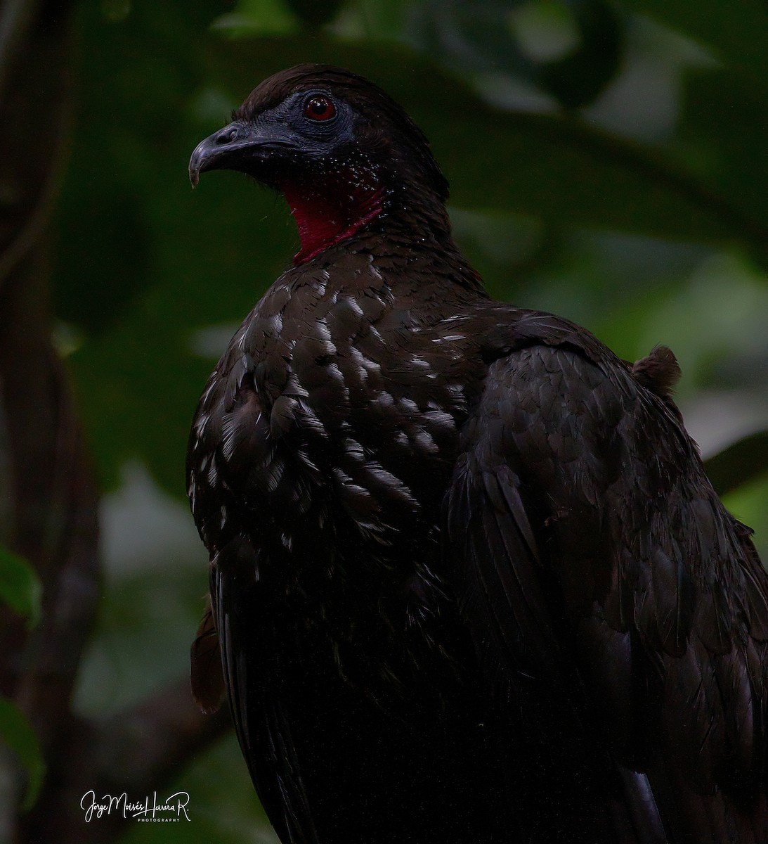 Crested Guan - ML562474051
