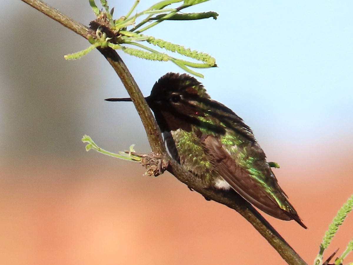 Anna's Hummingbird - ML562475381