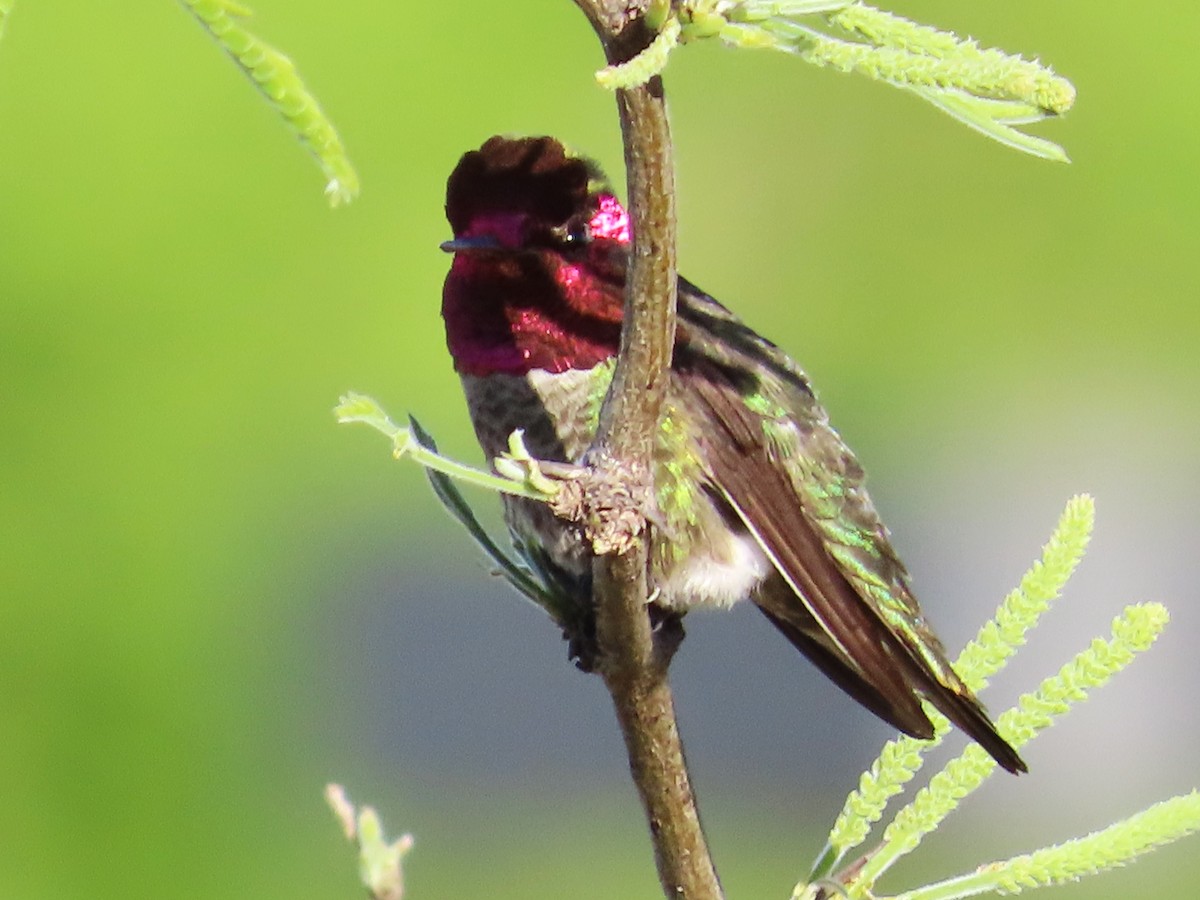 Anna's Hummingbird - Ed Dunn