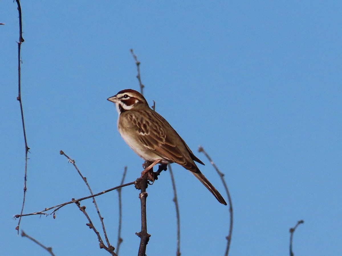 Lark Sparrow - ML562475901