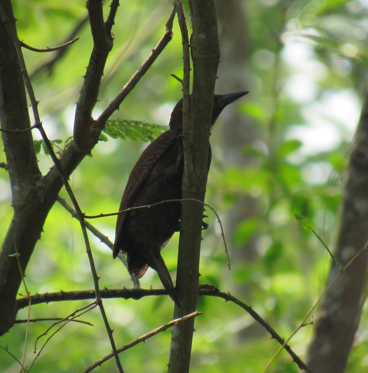 Rufous Woodpecker - Kalaimani Ayuthavel