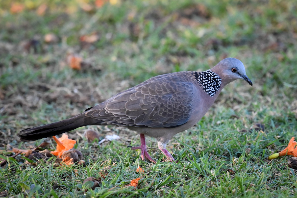 Spotted Dove - ML562491861