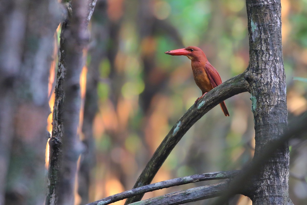 Ruddy Kingfisher - Joshua Bergmark | Ornis Birding Expeditions