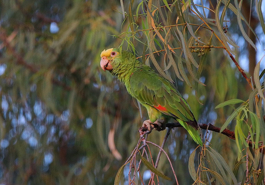 Yellow-headed Parrot - Tim Avery