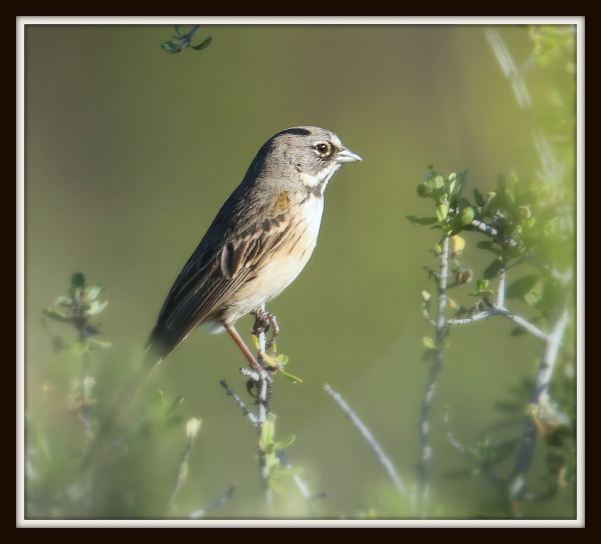 Bell's Sparrow (belli) - Albert Linkowski
