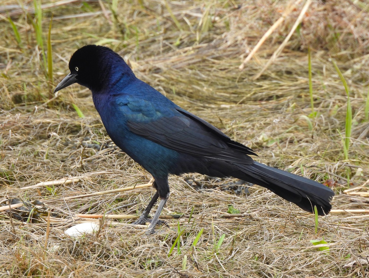 Boat-tailed Grackle - ML562517261