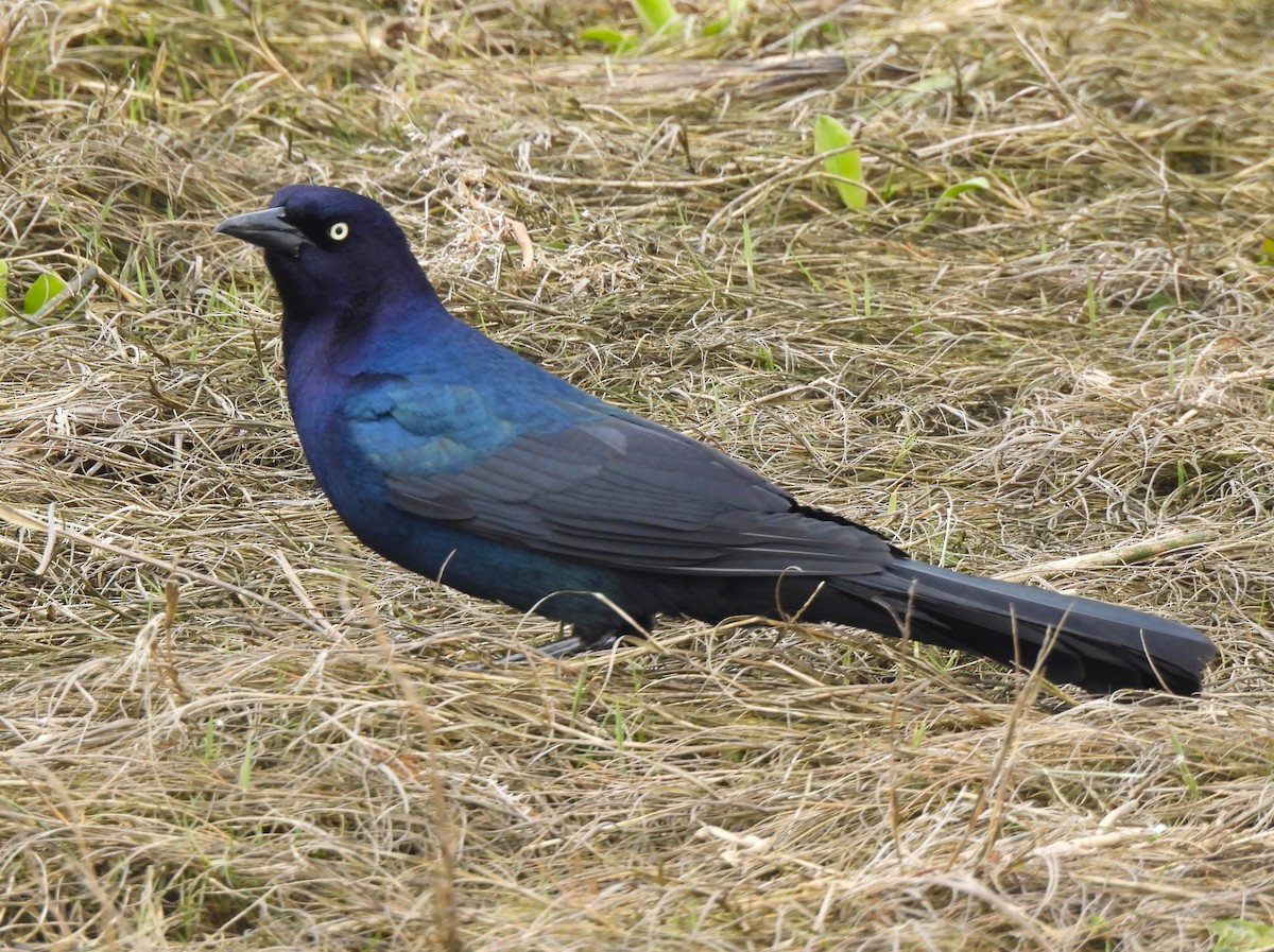 Boat-tailed Grackle - ML562517271