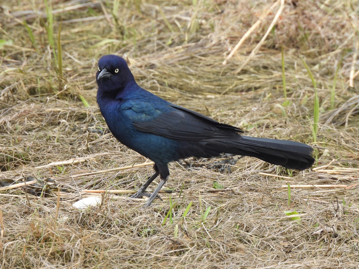 Boat-tailed Grackle - ML562517281